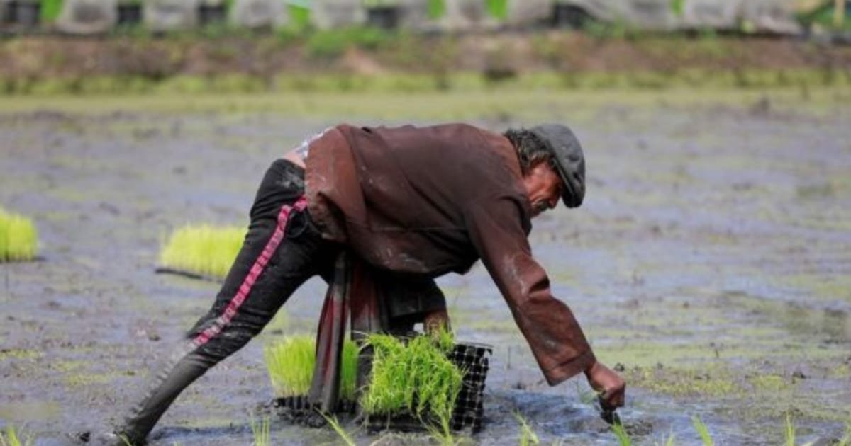 Hidden Cost of Iran War Asia’s Rice Paddies are Facing a Perfect Storm Hidden Cost of Iran War Asia’s Rice Paddies are Facing a Perfect Storm